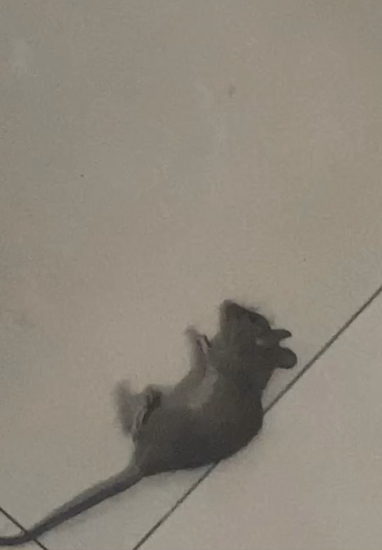 死老鼠扔下水道可以吗